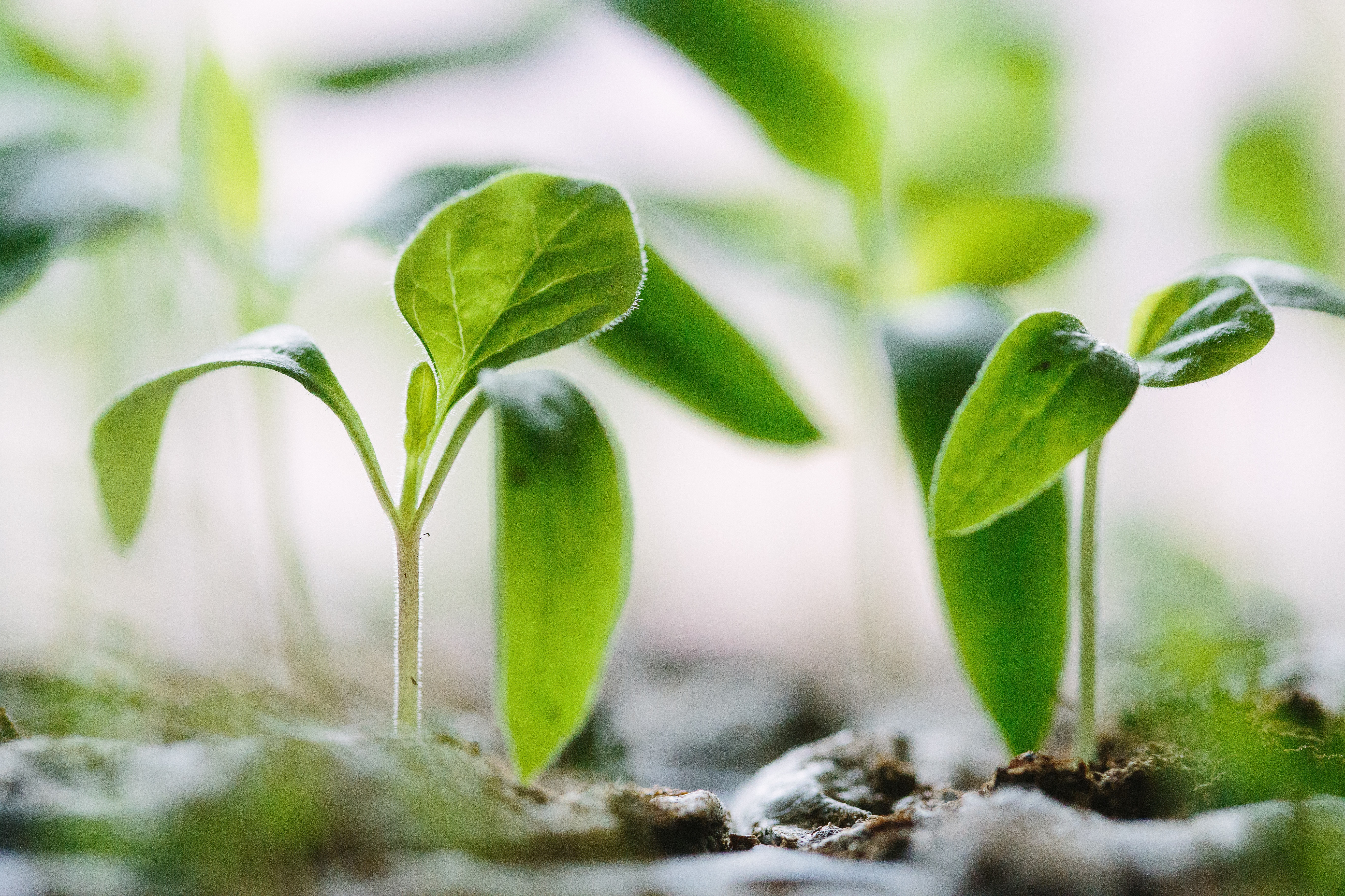 Plants growing