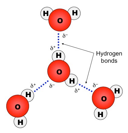 Attachment hydrogen-bonding_med.jpeg