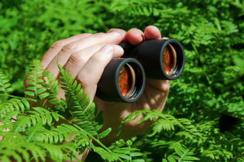 decorative image: hands holding binoculars